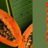 tropical-grove-12